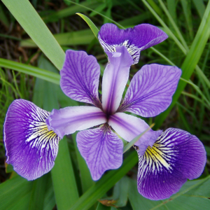 Iris image